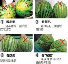 吃瓜听导游讲解是什么瓜,揭秘旅游中的趣味瓜种