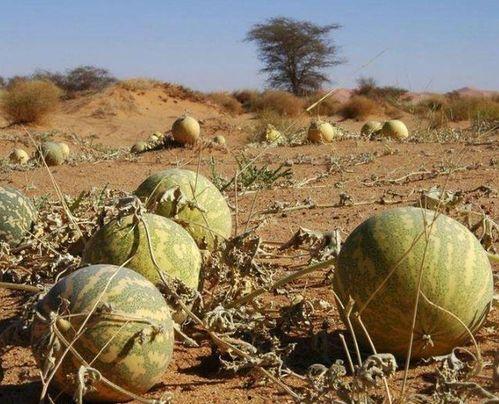 吃瓜听导游讲解是什么瓜,揭秘旅游中的趣味瓜种