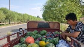 新疆骑行吃瓜,瓜果飘香之旅