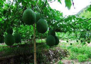 吊瓜的树的吊瓜可以吃吗,可食用之谜揭晓