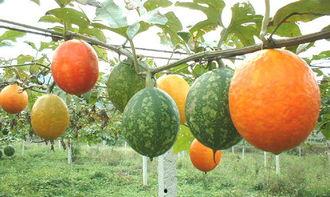 吊瓜的树的吊瓜可以吃吗,可食用之谜揭晓