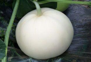 梨瓜狗可以吃吗,宠物饮食指南，了解狗狗能否食用梨瓜