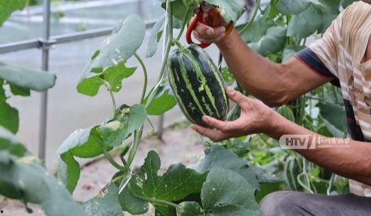 哪里实现吃瓜,网络舆论场中的娱乐与真相