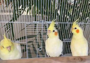 聪明羊羊吃瓜,聪明羊羊的瓜界探险记