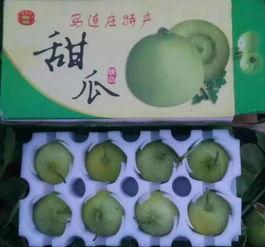 聪明羊羊吃瓜,聪明羊羊的瓜界探险记