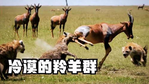 聪明羊羊吃瓜,聪明羊羊的瓜界探险记