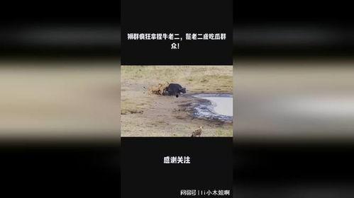 鬣老二吃瓜,揭秘娱乐圈背后的那些事儿