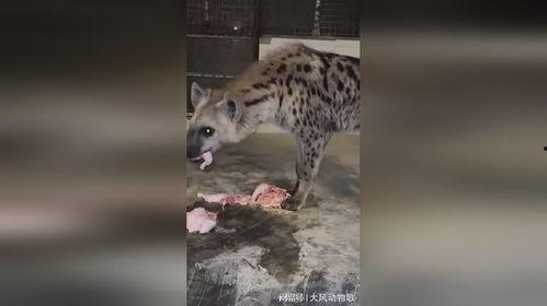 鬣老二吃瓜,揭秘娱乐圈背后的那些事儿