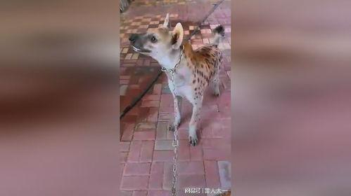 鬣老二吃瓜,揭秘娱乐圈背后的那些事儿