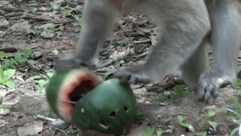 台词猴王吃瓜,瓜果飘香话逍遥