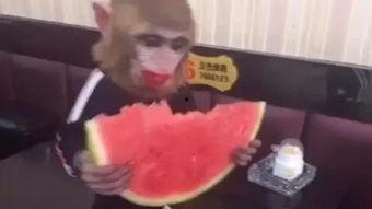 台词猴王吃瓜,瓜果飘香话逍遥