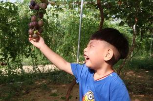 安晨吃瓜,揭秘娱乐圈幕后故事