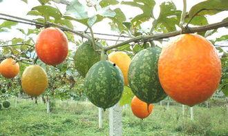 吊瓜怎么吃嗨怎么吃,嗨吃吊瓜，尽享美味时光