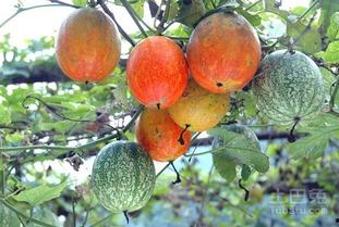 吊瓜怎么吃嗨怎么吃,嗨吃吊瓜，尽享美味时光