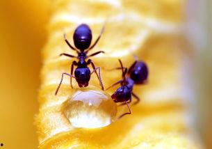 蜗牛吃不吃瓜叶子,揭秘蜗牛的饮食习惯