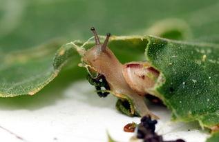 蜗牛吃不吃瓜叶子,揭秘蜗牛的饮食习惯