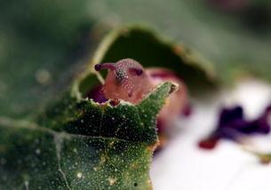 蜗牛吃不吃瓜叶子,揭秘蜗牛的饮食习惯