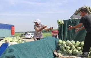曹县吃瓜新视频,揭秘幕后故事，带你领略乡村魅力