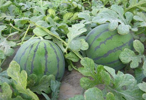 小赞吃瓜,揭秘娱乐圈那些不为人知的幕后故事