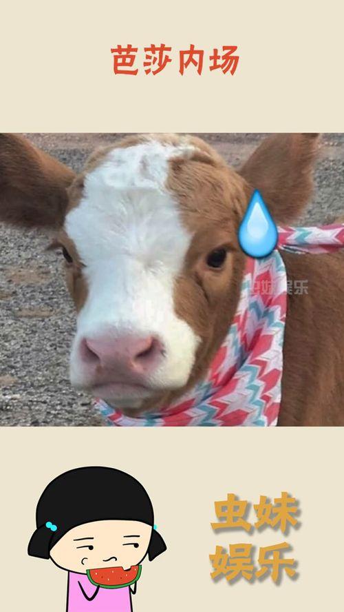 抖音小猫吃瓜,小猫吃瓜，萌态十足，网友直呼可爱爆表！