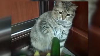 抖音小猫吃瓜,小猫吃瓜，萌态十足，网友直呼可爱爆表！