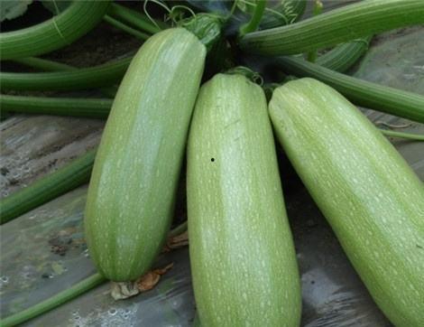 西柳村吃瓜,瓜香四溢，品味乡村田园生活