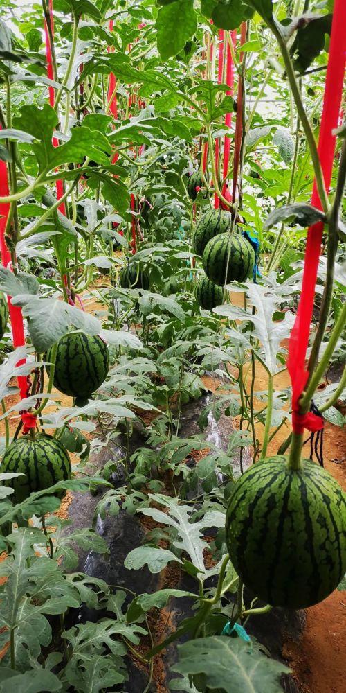 西柳村吃瓜,瓜香四溢，品味乡村田园生活