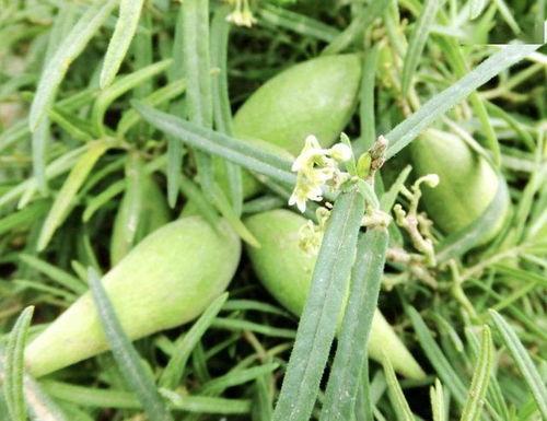 野生羊奶瓜怎么吃,野生羊奶瓜的多样食法探索