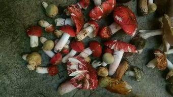 野生羊奶瓜怎么吃,野生羊奶瓜的多样食法探索