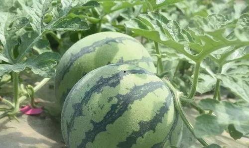 桃恩吃瓜,揭秘娱乐圈背后的秘密与真相