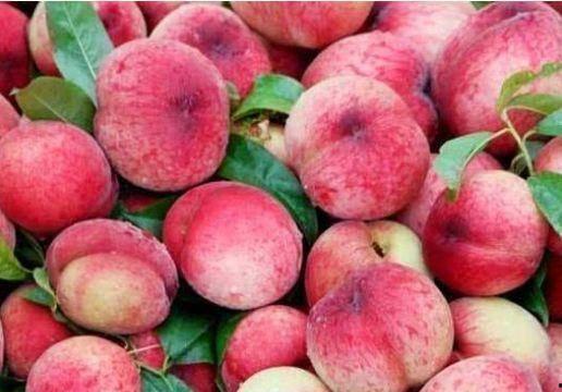 桃恩吃瓜,揭秘娱乐圈背后的秘密与真相