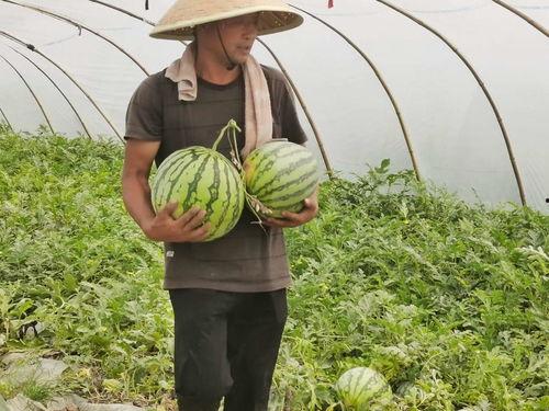 集合 吃瓜,揭秘吃瓜群众的趣味生活