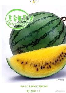 集合 吃瓜,揭秘吃瓜群众的趣味生活