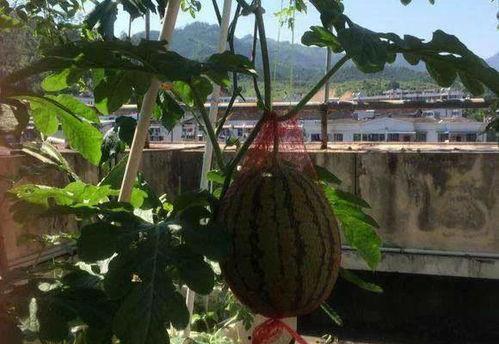 女人梦见摘瓜吃瓜,女人摘瓜吃瓜的神秘寓意解析