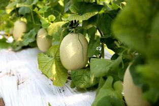 本华吃瓜,揭秘娱乐圈幕后真相