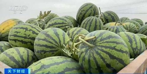 本华吃瓜,揭秘娱乐圈幕后真相