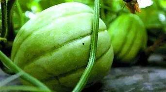 广州亭岗吃瓜,夏日炎炎，吃瓜群众的欢乐聚集地