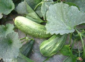 酥瓜可以凉拌吃,酥瓜凉拌，尽享清凉美味