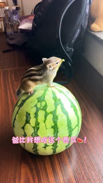 吃瓜就爱小西瓜,揭秘“吃瓜就爱小西瓜”的流行之谜