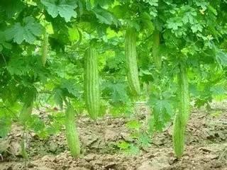 玉林吃瓜栏在哪,揭秘吃瓜栏的美食奥秘