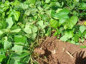 梦见拔土瓜吃,揭秘拔土瓜吃的神秘寓意