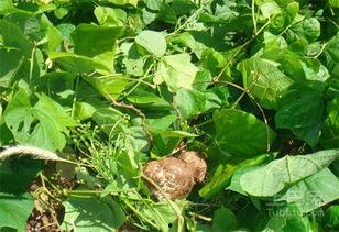 梦见拔土瓜吃,揭秘拔土瓜吃的神秘寓意