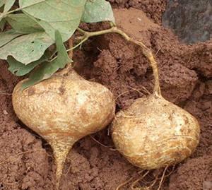 梦见拔土瓜吃,揭秘拔土瓜吃的神秘寓意