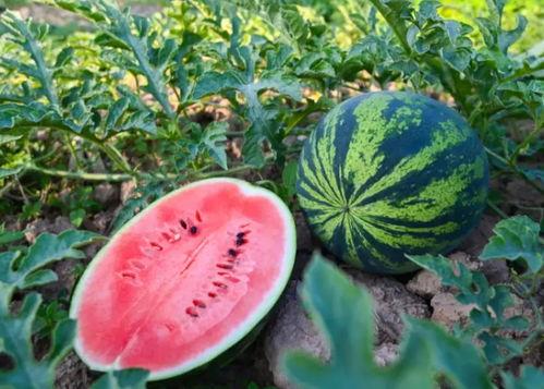 徐佳怡吃瓜,揭秘娱乐圈幕后真相