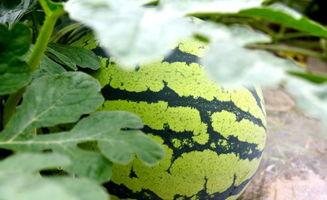 看瓜和吃瓜诗句大全集