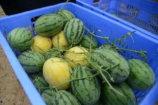 现在有什么吃瓜群,吃瓜群里的热点事件大盘点