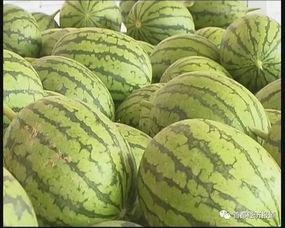 江苏旅游吃瓜,品味瓜果飘香，畅游水乡风情