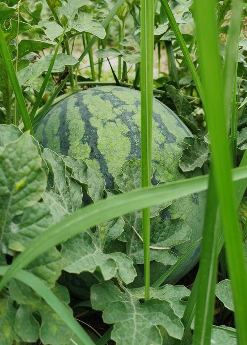 江边瓜咋吃,解锁夏日清新口感
